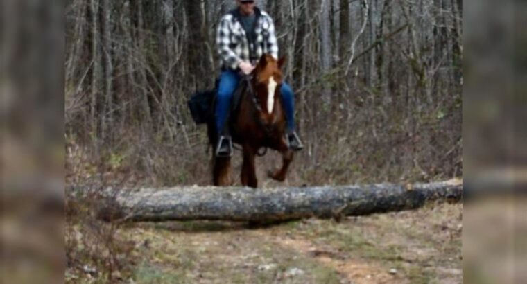 15 HH Easy To Ride Trail Horse