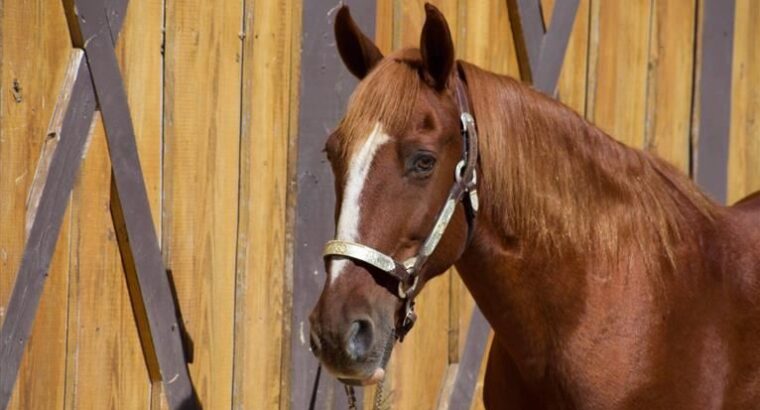 15 HH Easy To Ride Trail Horse