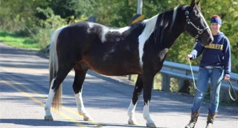 Beauty, Tennessee walking horse free classifieds.