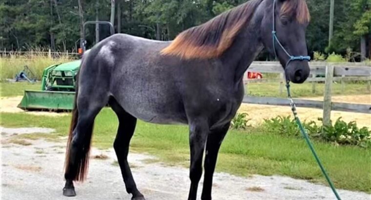 Ready to work on the ranch or go on a trail ride! Beginner friendly, easy to manage, Natural Horsemanship trained, and Liberty Trained!!