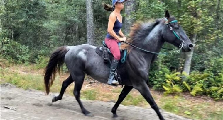 Ready to work on the ranch or go on a trail ride! Beginner friendly, easy to manage, Natural Horsemanship trained, and Liberty Trained!!