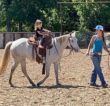 Gentle Grey Quarter Pony for sale in Marketplace