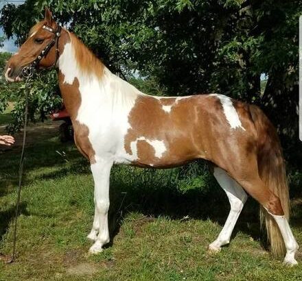 ALex – Nice, Gentle, Trail Ride Spotted Saddle Mare for sale in Marketplace