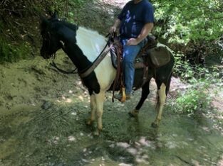 Experienced Spotted Saddle Horse Trail Mare for sale in USA