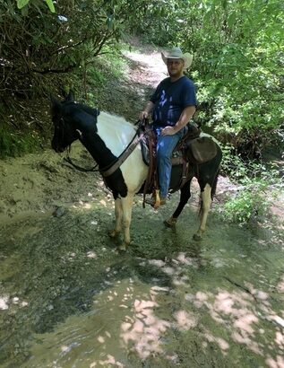 Experienced Spotted Saddle Horse Trail Mare for sale in USA