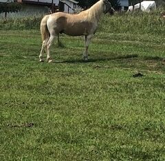 spotted saddle walking horse for sale in Tennessee