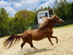 Gorgeous flaxen American Saddlebred mare for sale in USA Marketplace