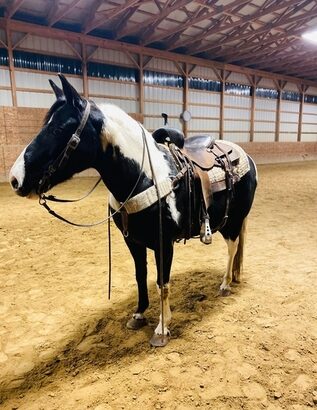 Beginner/Family Safe, Smooth Gaited Trail Horse!!! for sale in Marketplace