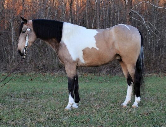 Stout Built, Beautiful, Super Smooth Gaited, Broke and Safe!!! for sale in Kentucky