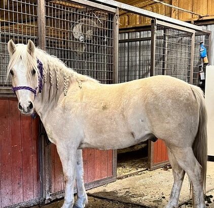 Awesome All Around Quarter Pony for sale in USA