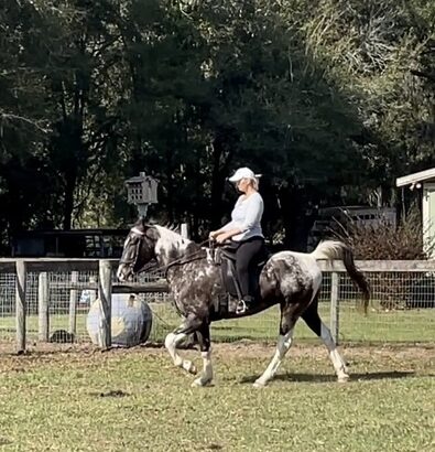 Bruno Point and Go! for sale in Florida