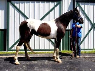 Spotted saddle horse mare for sale in USA