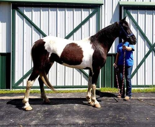 Spotted saddle horse mare for sale in USA