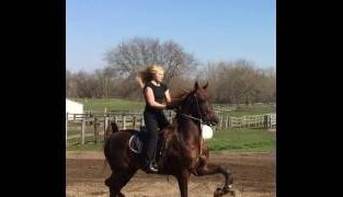 American Saddlebred Mare for Sale for sale in USA