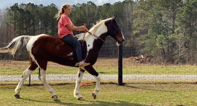 BIG Beginner safe Gaited Gelding