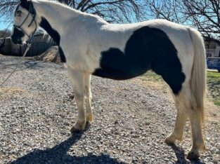 Little Gentle Paint Gelding for sale in Marketplace