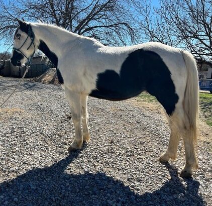 Little Gentle Paint Gelding for sale in Marketplace