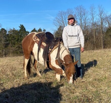 Online Auction, Super Smooth Gaited Trail Horse! for sale in USA