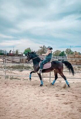 Looking for Versatile and Beautiful? American Saddlebred sale in the Marketplace