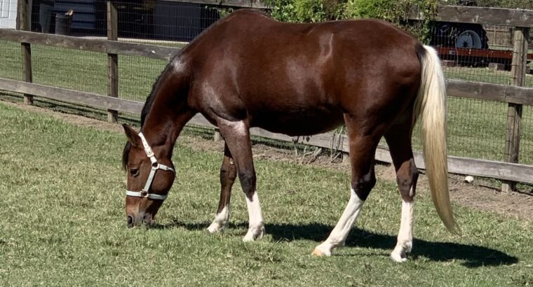 Beautiful gaited mare