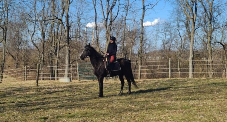 Big Black and Gaited Gelding