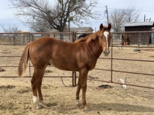 Best Quarter Horse available in marketplace for sale