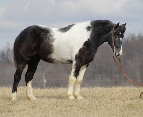 Gelding, standing a solid Quarter Horse