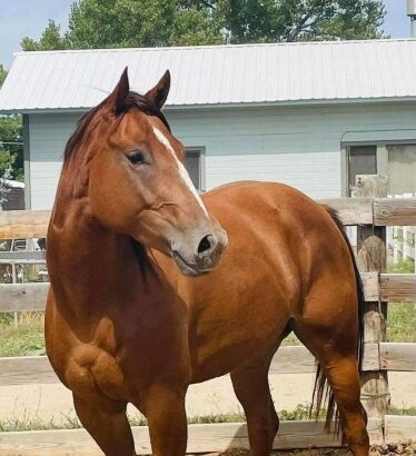 Excellent heading or heeling Quarter Horse