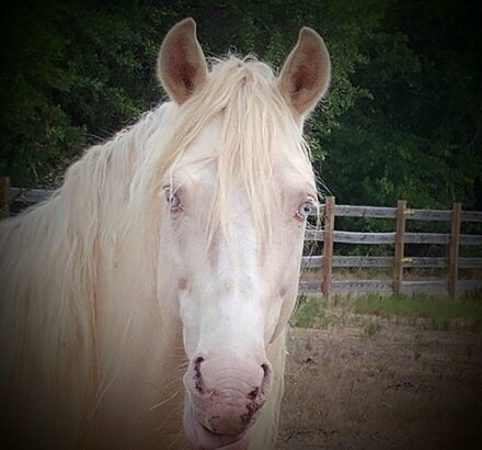 Paso Fino Horse