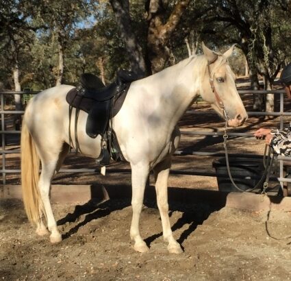 Beautiful Tennessee Walking Horse Gelding