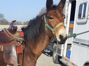 Black Bay Molly Mule Horse Sale