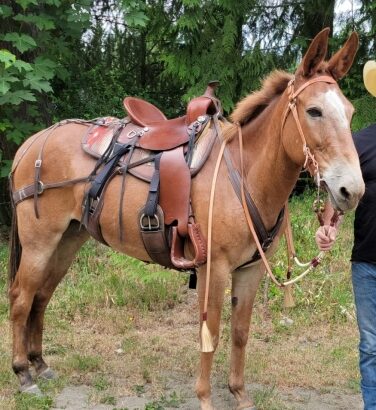 Sweet rides with nice mule horse sale