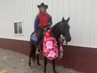 Shine Black Missouri Fox Trotter Horse Gelding