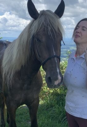 Silver Dapple Rocky Mountain Horse Gelding