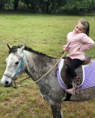 Quarter Pony Gelding Horse