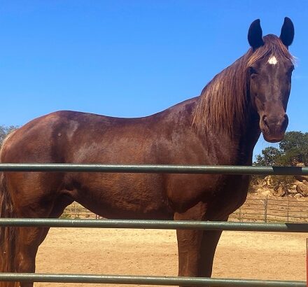 Chocolate Rocky Mountain Horse Mare