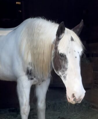 Beautiful White Spotted Saddle Horse Gelding