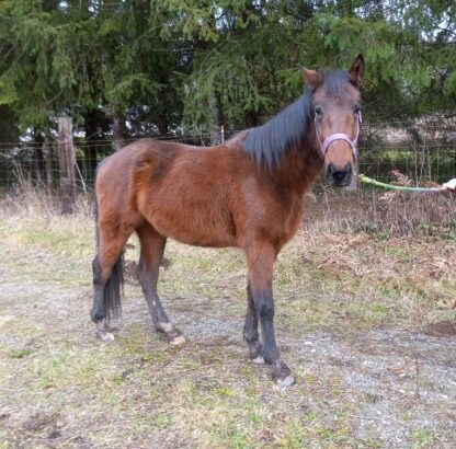 Bay Morgan Horse Filly!!!