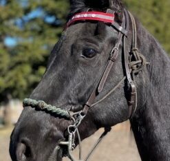 Beautiful Black Tennessee Walking Horse Mare sale For USA