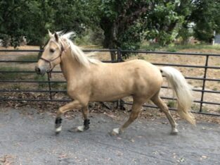 Beautiful Palomino Kentucky Mountain Gelding