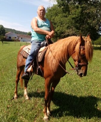 Best Kentucky Mountain Horse