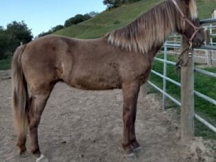 Gorgeous Tennessee filly Horse Sale