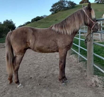 Gorgeous Tennessee filly Horse Sale