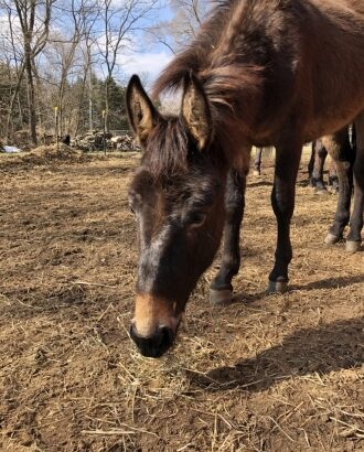 Bay Beautiful Mule Horse