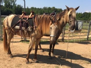 Buckskin Kentucky Mountain Horse Gelding