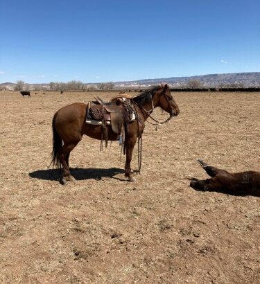 Black Quarter Horse Gelding