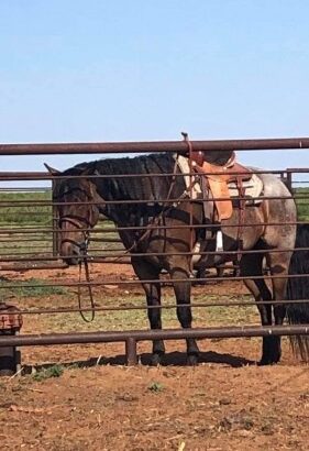 Roan color Beautiful Quarter Horse