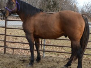 Available Quarter Horse sale in marketplace