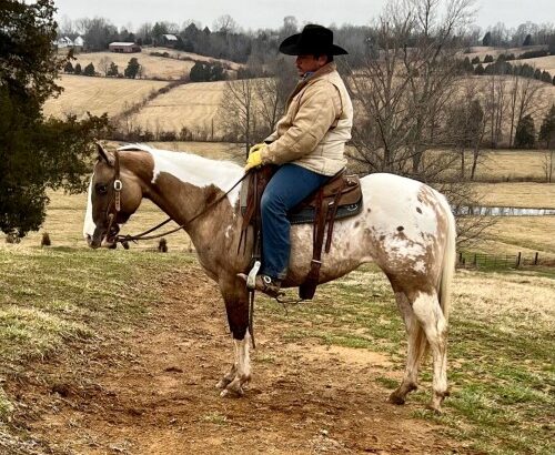 Classifieds Quarter Horse -Mare