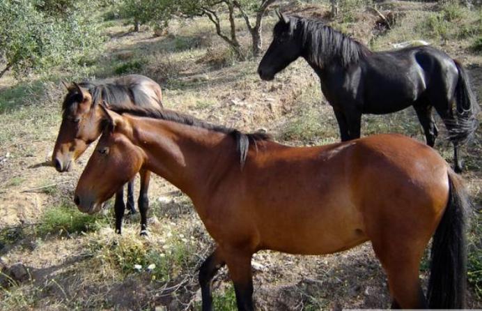 Messara Horses For Sale In Us Messara Horse Classifieds